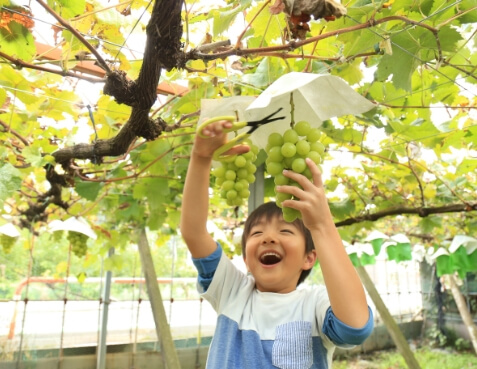 秩父フルーツファーム